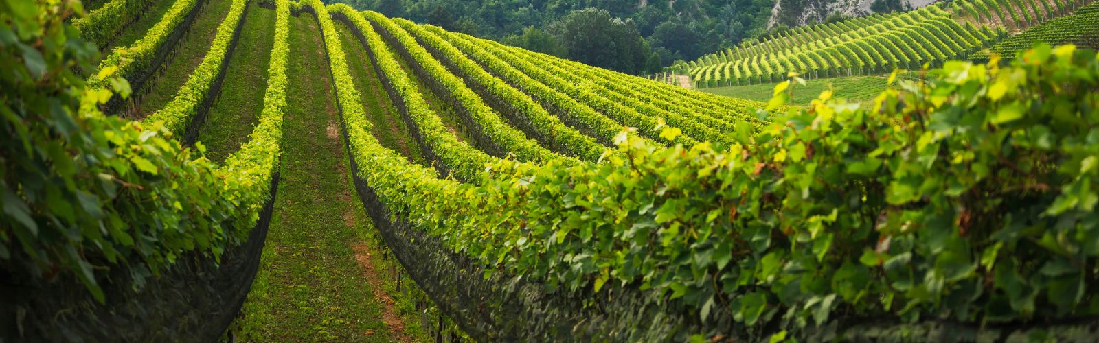 Agrisolare 2026: anche per aziende vitivinicole